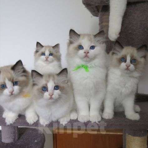 Кошки в Москве: Милейшие котята Девочка, 70 000 руб. - фото 1