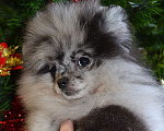 Собаки в Бийске: Щенки померанского щенка Девочка, 50 000 руб. - фото 6