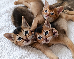 Кошки в Благодарном: Абиссинские котята Разнополые, Бесплатно - фото 1