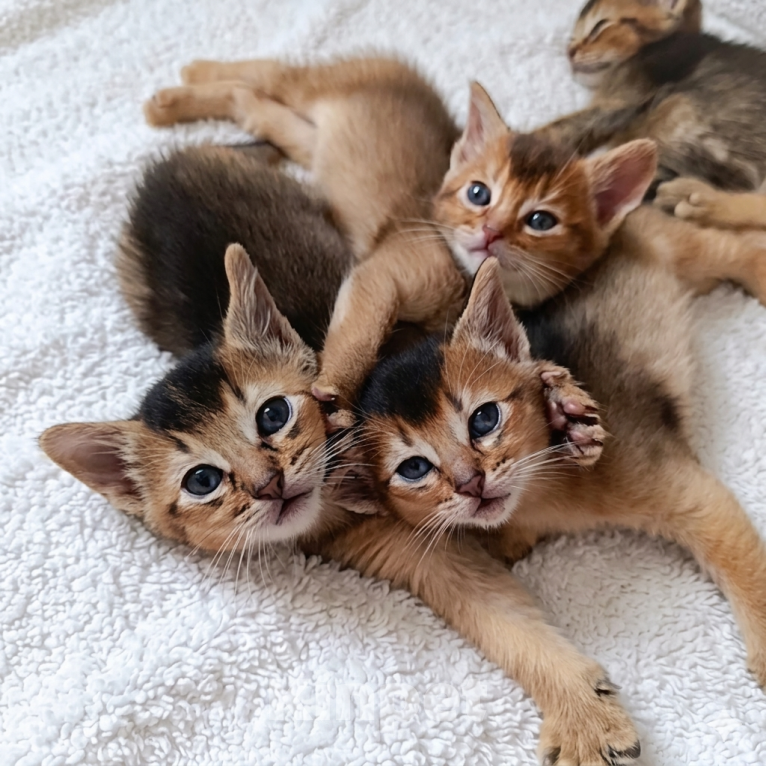 Кошки в Благодарном: Абиссинские котята Разнополые, Бесплатно - фото 1