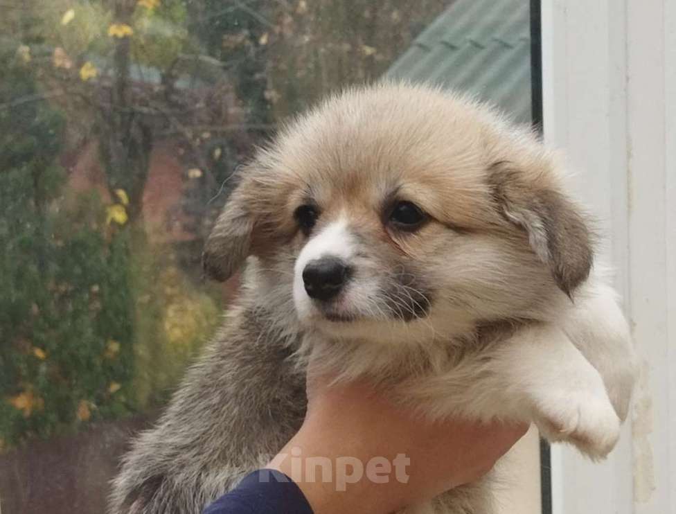 Собаки в Москве: Девочка вельш корги пемброк Девочка, 80 000 руб. - фото 3