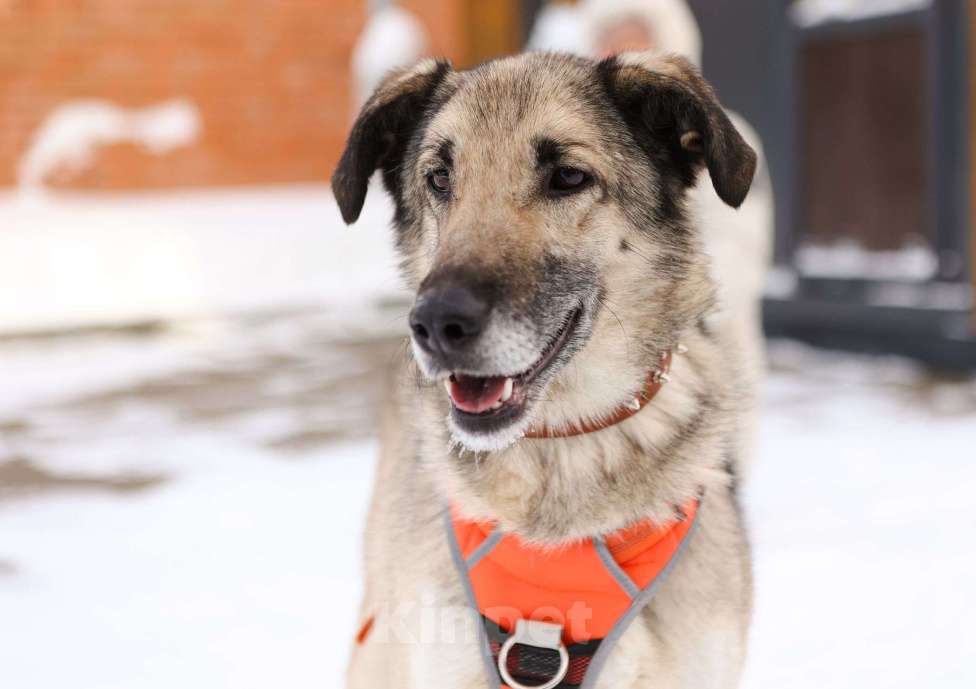 Собаки в Москве: Добродушная собачка Виста в добрые руки Девочка, Бесплатно - фото 2