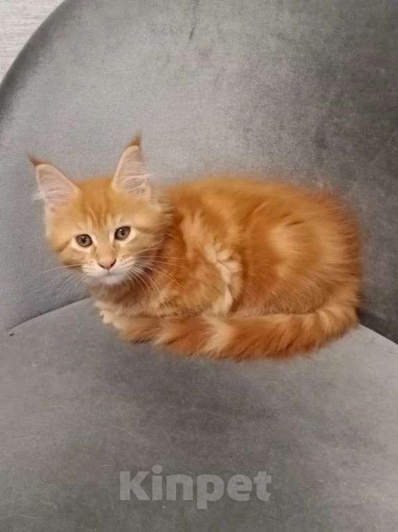 Кошки в Москве: Котята мейн-кун Девочка, 15 000 руб. - фото 2