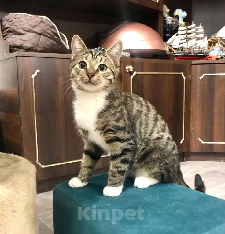 Кошки в Санкт-Петербурге: Платон Мальчик, Бесплатно - фото 6