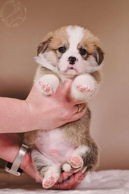 Собаки в Москве: Щенок вельш корги пемброк  по кличке Свежий ветер.... Мальчик, 100 000 руб. - фото 1