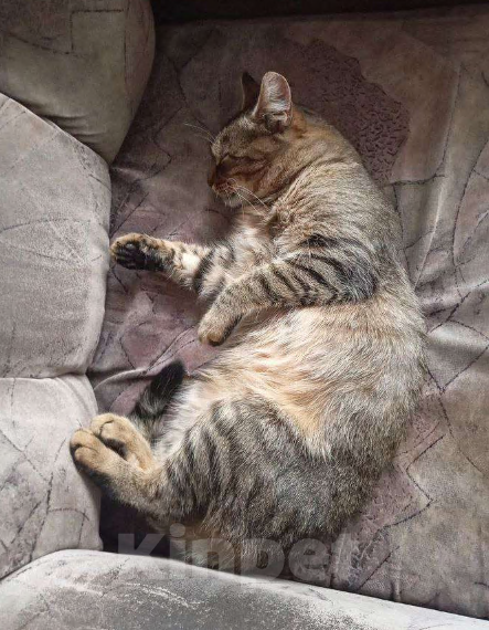 Кошки в Курске: Кот в добрые руки Мальчик, Бесплатно - фото 5