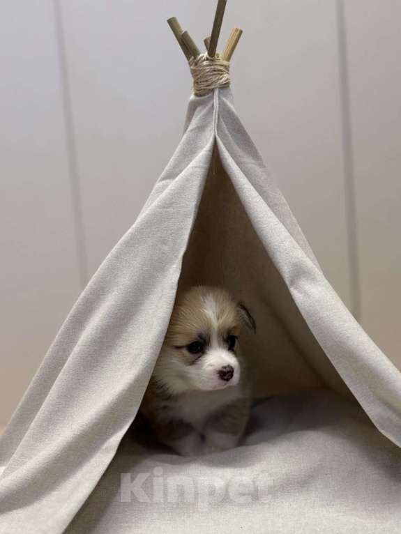 Собаки в Кемерово: Щенки вельш корги пемброк, девочка Девочка, 80 000 руб. - фото 3