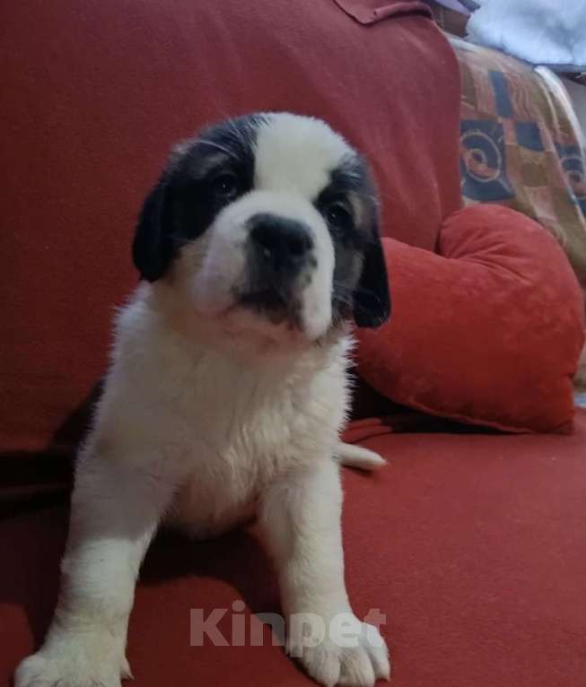 Собаки в Самаре: Бетховен  Мальчик, Бесплатно - фото 4