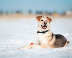 Собаки в Москве: Солнечная и позитивная 9 мес собака Герда ищет семью! Девочка, Бесплатно - фото 5