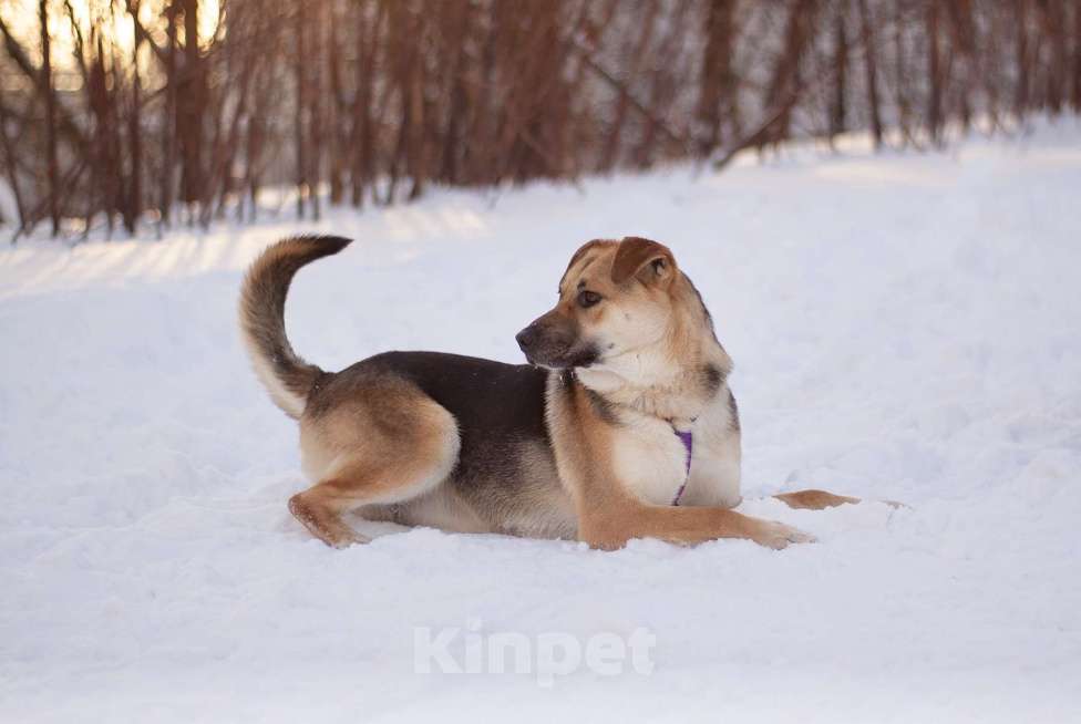 Собаки в Москве: Небольшая весёлая Комета в поисках дома Девочка, Бесплатно - фото 5