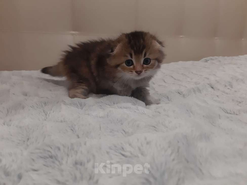 Кошки в Санкт-Петербурге: Шотландские вислоухие и прямоухие котята Девочка, 8 000 руб. - фото 2