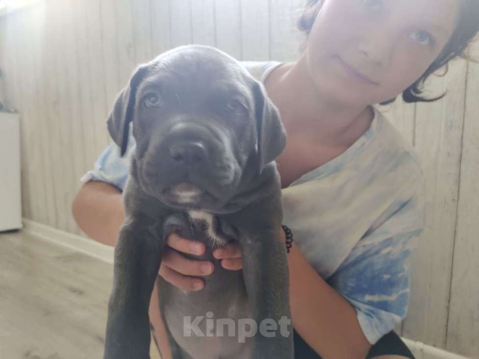 Собаки в Изобильном: Щеночки Кане Корсо  Мальчик, 15 000 руб. - фото 3