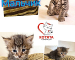 Кошки в Москве: два комочка счастья ищут дом! Разнополые, Бесплатно - фото 1