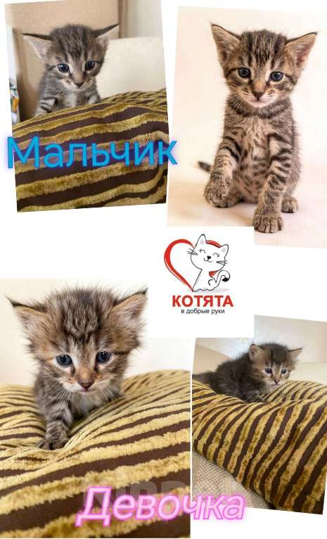 Кошки в Москве: два комочка счастья ищут дом! Разнополые, Бесплатно - фото 1