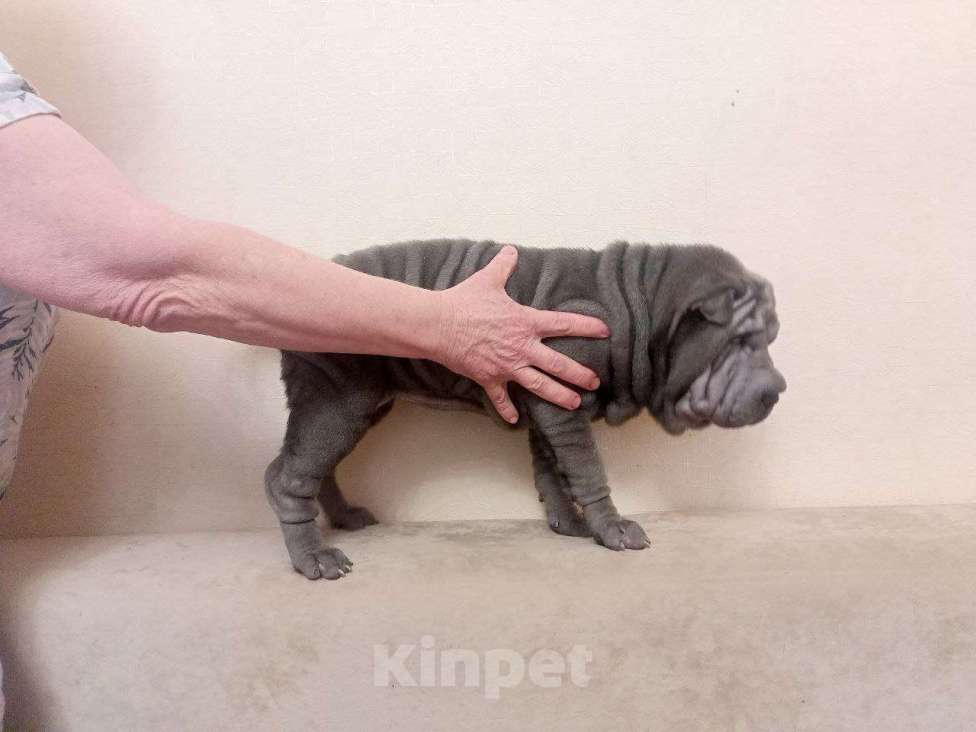 Собаки в Омске: Шарпей, Щенок Девочка, Бесплатно - фото 2