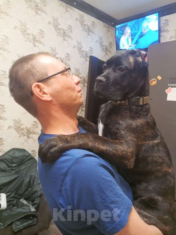 Собаки в Приозерске: Подросший щенок. Мальчик, 18 000 руб. - фото 3