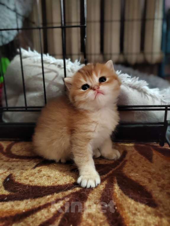 Кошки в Владивостоке: Шотландцы Разнополые, Бесплатно - фото 2