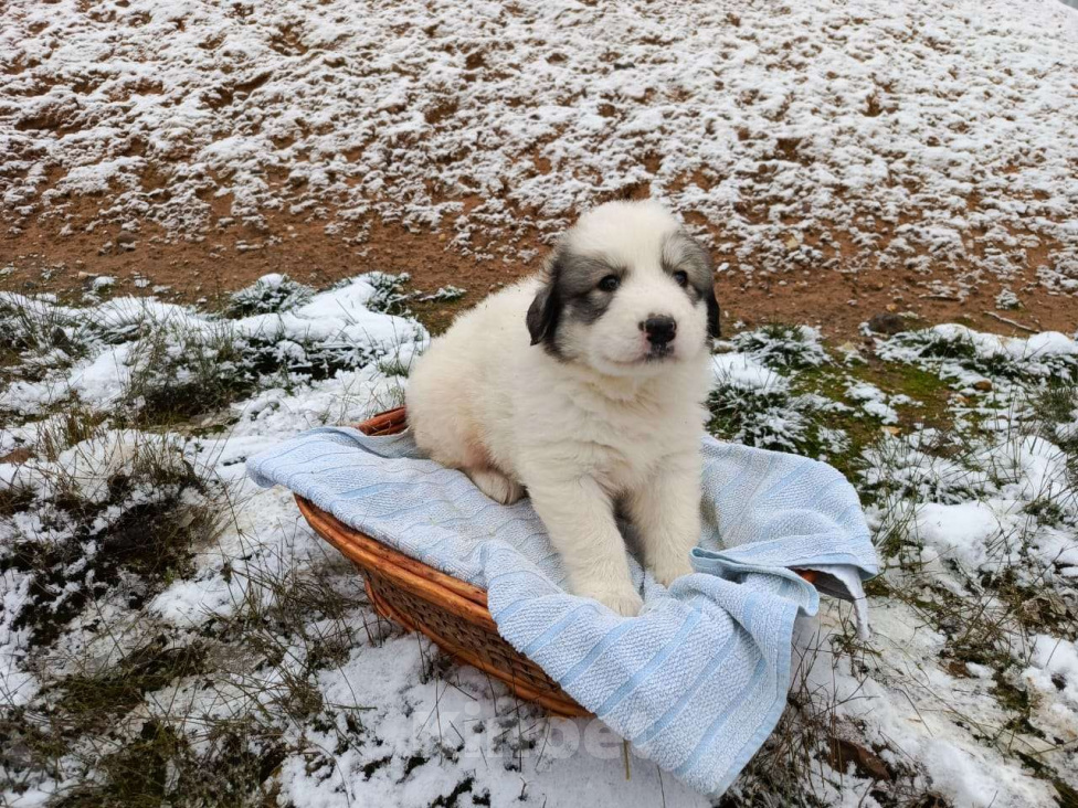 Собаки в Малоярославце: щенки пиренейской горной собаки_мальчик 3 Мальчик, 40 000 руб. - фото 9