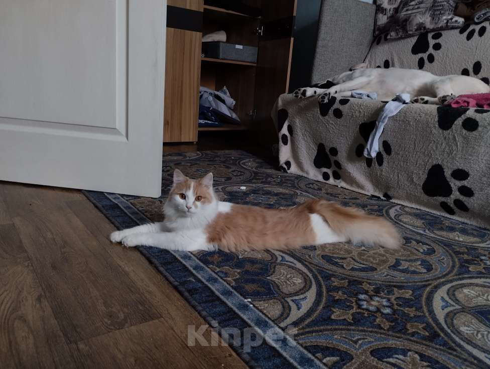 Кошки в Нижнем Новгороде: Рыжий котик в добрые руки  Мальчик, Бесплатно - фото 6