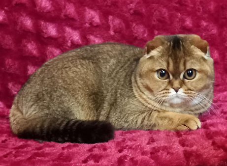 шотландская кошечка фолд