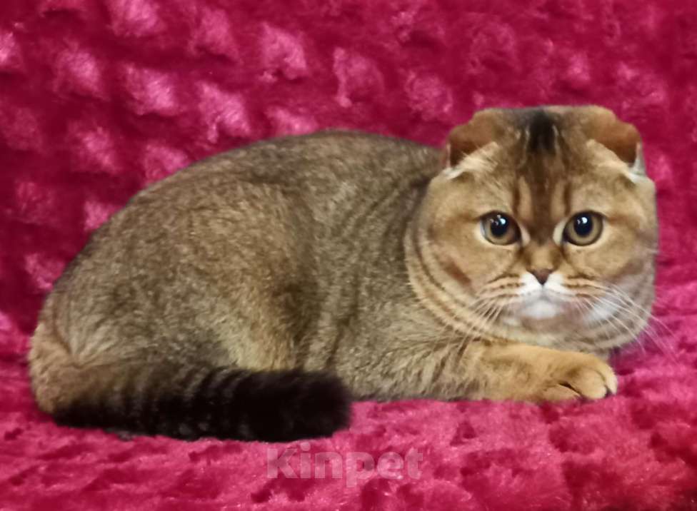 Кошки в Санкт-Петербурге: шотландская кошечка фолд Девочка, 35 000 руб. - фото 1