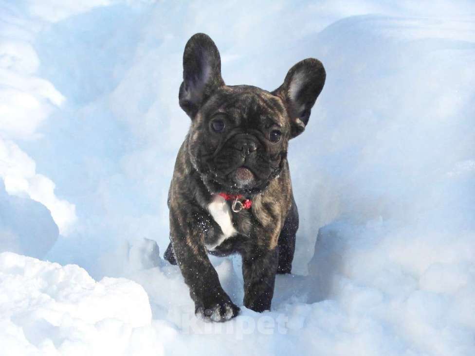 Собаки в Брянске: Французский бульдог девочка Девочка, 45 000 руб. - фото 2