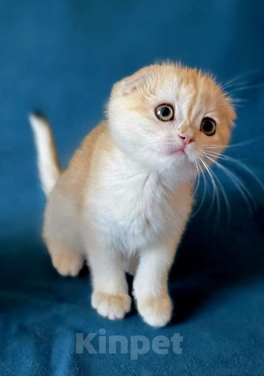 Кошки в Калуге: Roxy SFS ny 12 Девочка, Бесплатно - фото 3