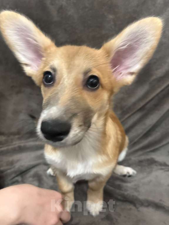 Собаки в Москве: Отдам собачку добрые руки Девочка, Бесплатно - фото 2