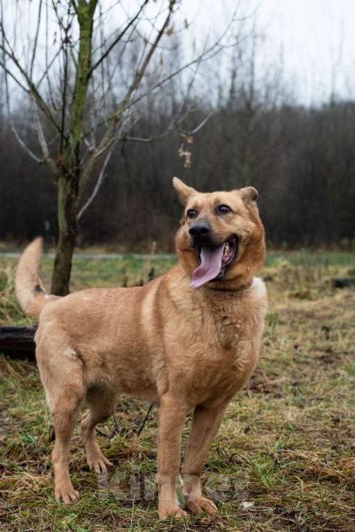 Собаки в Москве: Лаки Девочка, Бесплатно - фото 7
