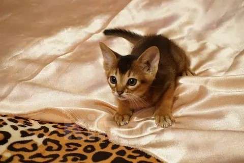 Кошки в Москве: Шикарные абиссинские котята питомника «ELDAMAR» Мальчик, 100 000 руб. - фото 4