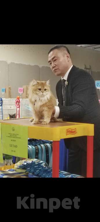 Кошки в Владивостоке: Шотландская золотая шиншилла Девочка, Бесплатно - фото 5