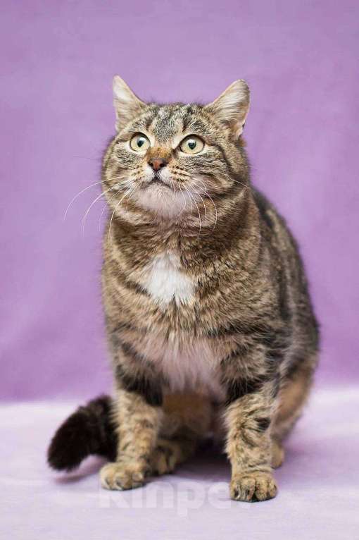 Кошки в Москве: Леопарда ищет дом Девочка, Бесплатно - фото 4