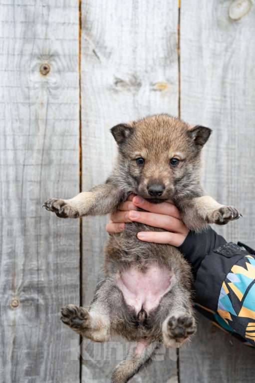 Собаки в Рязани: Девочка чехословацкого влчака Мальчик, 100 000 руб. - фото 3