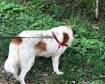 Собаки в Люберцах: В жк Томилино парк более  двух недель назад найдена собака.  Мальчик, 1 руб. - фото 3