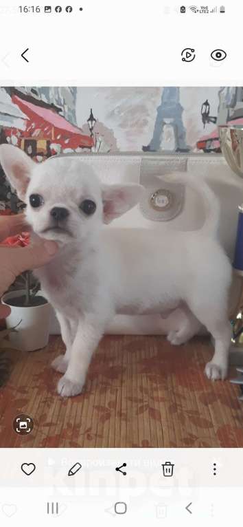 Собаки в Москве: Беленький мальчик г/ш Мальчик, 22 000 руб. - фото 5