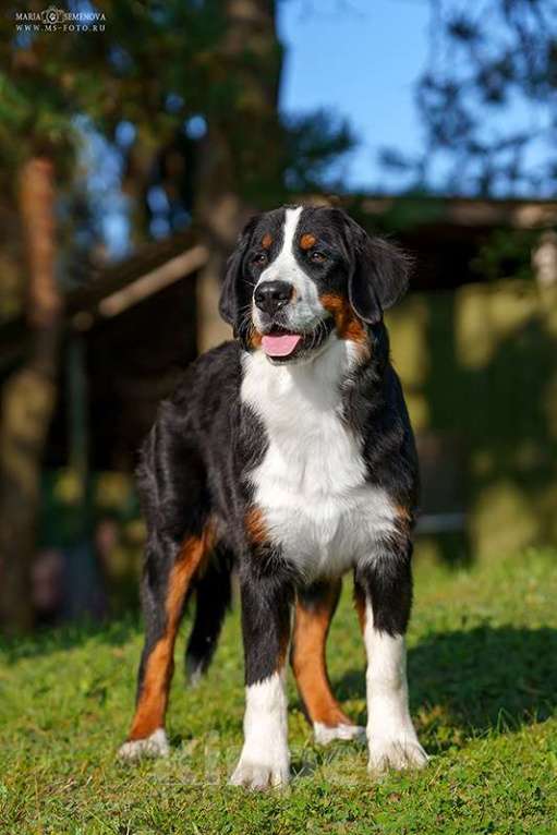 Собаки в Волоколамске: Бернский Зенненхунд, Макдалена. Девочка, Бесплатно - фото 7
