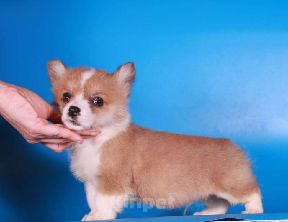 Собаки в Москве: эксклюзивный мини корги Мальчик, 80 000 руб. - фото 5