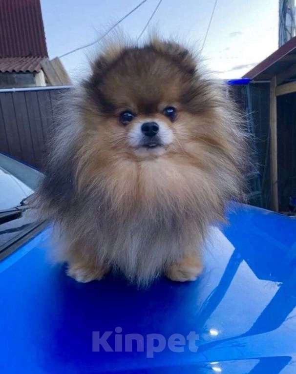 Собаки в Перми: Померанский шпиц от чемпиона с документами  Мальчик, 40 000 руб. - фото 5