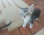 Кошки в Геленджике: Кекс  Мальчик, Бесплатно - фото 1