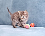 Кошки в Москве: Игривый ласковый котенок из приюта Мальчик, Бесплатно - фото 5