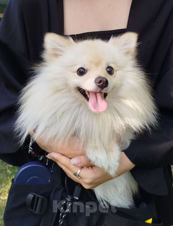 Собаки в Томске: Хлебушек ищет новых хозяев! Мальчик, Бесплатно - фото 2