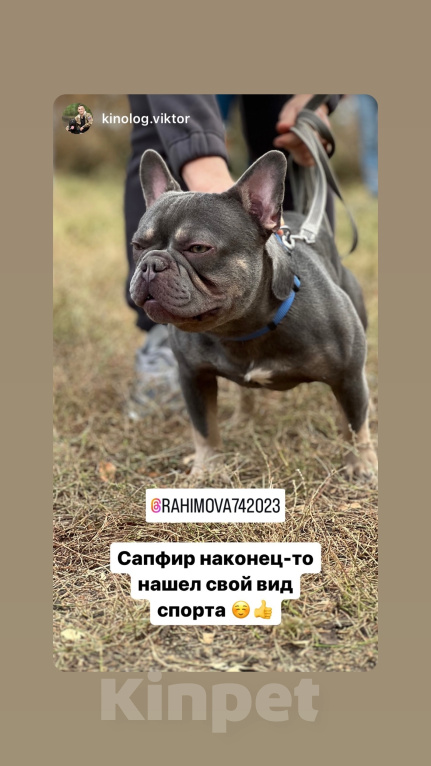 Собаки в Оренбурге: Вязка для поддержание французского гинофонда=) Мальчик, 10 000 руб. - фото 2