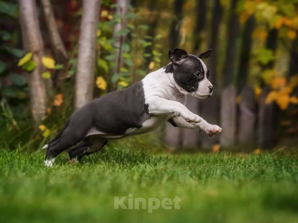 Собаки в других городах Самарской области: Породные щенки АСТ из питомника Девочка, 50 000 руб. - фото 3