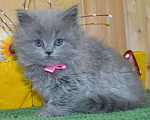 Кошки в Ковровом: Продаю котят персов. Мальчик, 3 000 руб. - фото 3