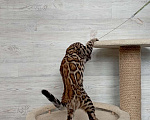 Кошки в Миассе: Бенгальский котенок Илья Муромец Мальчик, 35 000 руб. - фото 3