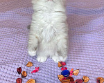 Кошки в Москве: Веселые клубные котята Мальчик, 40 000 руб. - фото 6