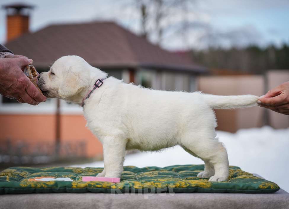 Собаки в Москве: Шикарные девочки лабрадора Девочка, 80 000 руб. - фото 4