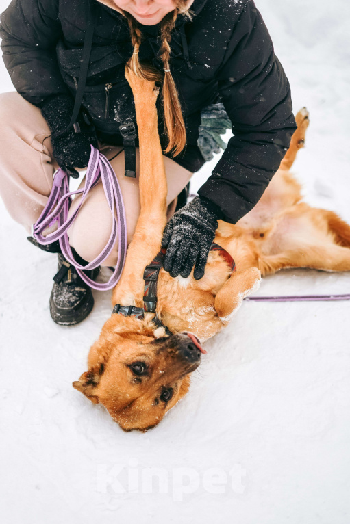 Собаки в Москве: Чанго ищет дом Мальчик, Бесплатно - фото 5