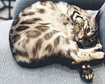 Кошки в Дзержинском: Бенгальскую кошечку в добрые руки Девочка, 1 руб. - фото 4