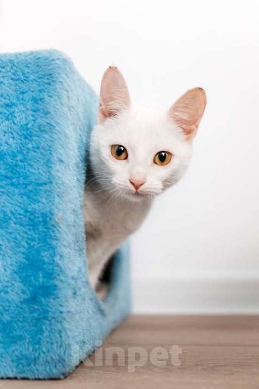 Кошки в Москве: Белый котенок Луна в добрые руки Девочка, 1 руб. - фото 7